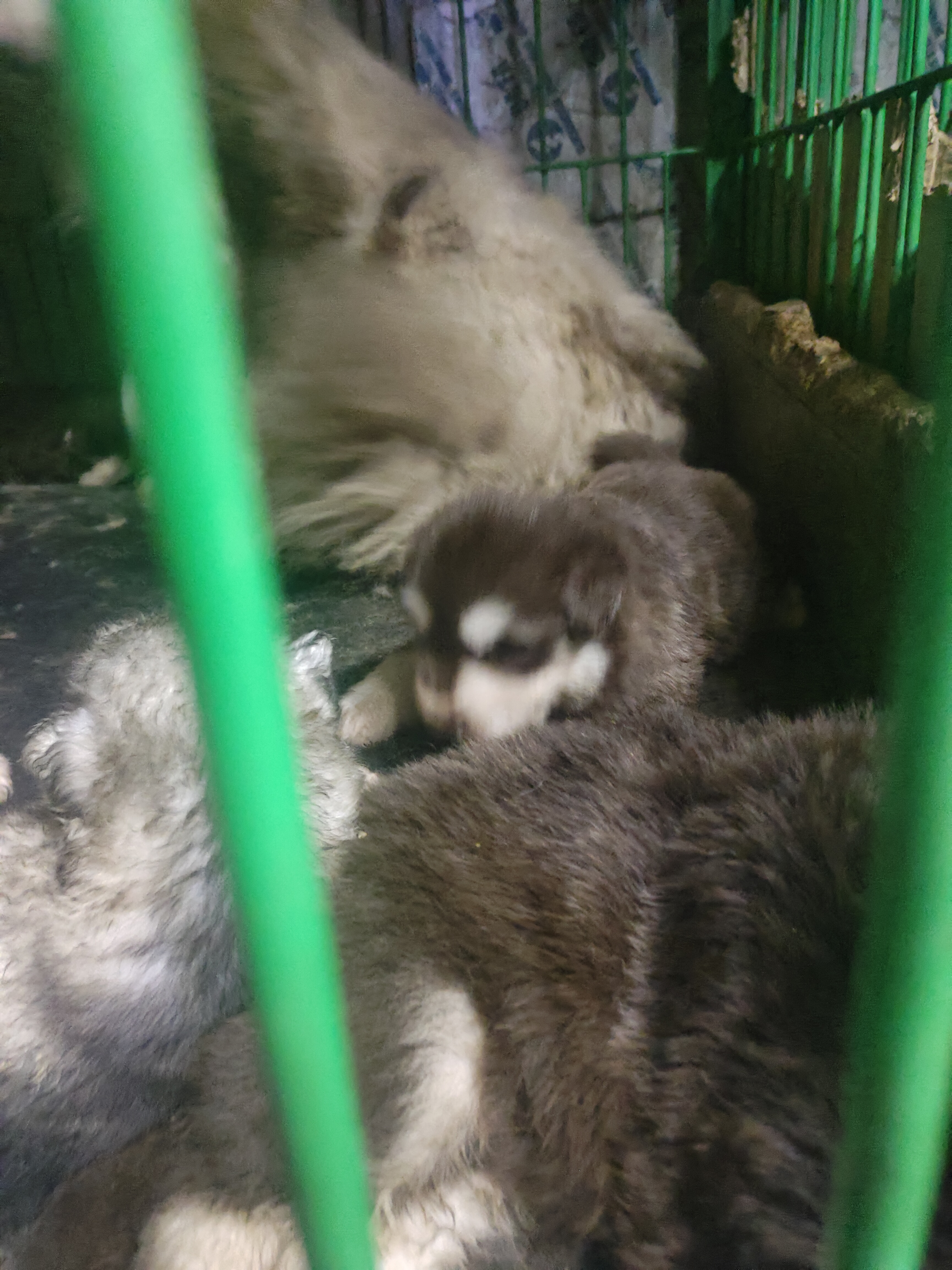 熊版红十字阿拉斯加幼犬泰坦血